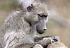 Baboon checking for insects