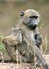 baboon multi-tasking, Kruger Park, South Africa
