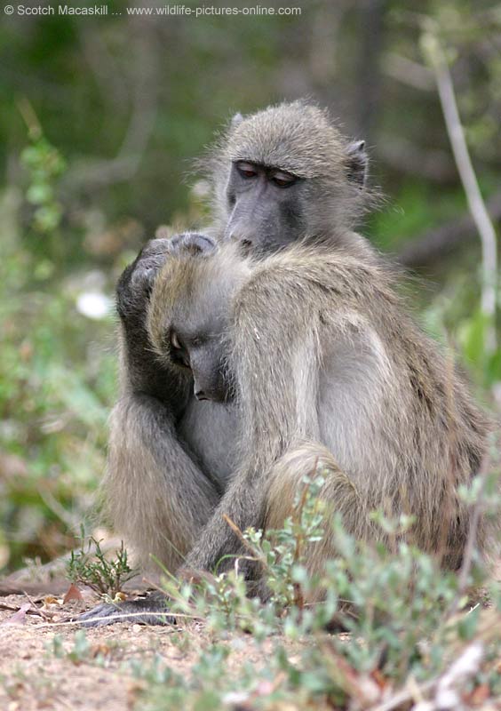 baboon grooming troop member
