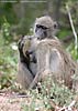 Baboons grooming each other