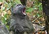 Picture of wet baboon yawning, Kruger Park