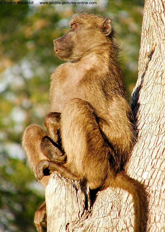 baboon on sentry duty