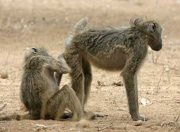 baboon checking another's rear end