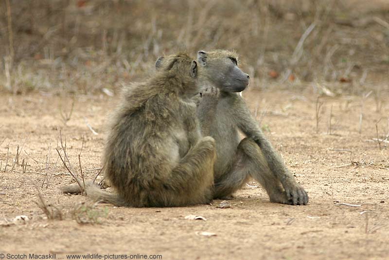 baboons grooming