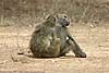 Baboon pair, Kruger Park, South Africa