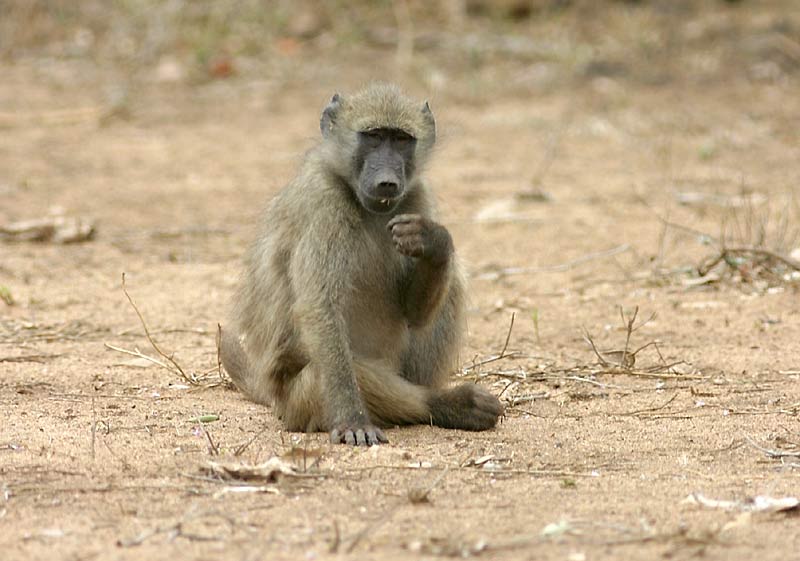 baboon foraging for insects