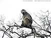 baboon in tree, Kruger Park, SAfrica