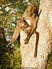 Photo of baboon in tree