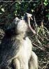 Picture of baboon yawning