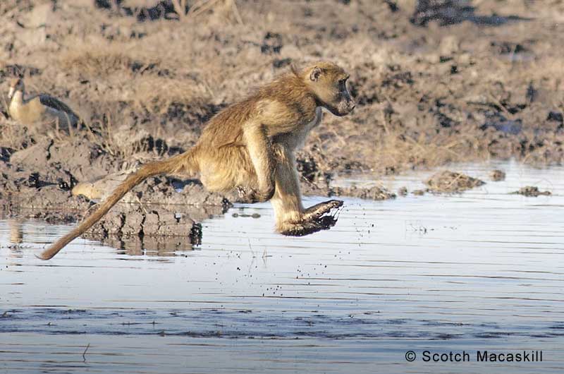 Baboon remains airborne during river crossing