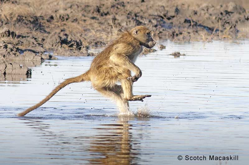 Baboon hits the water during river crossing