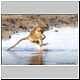 Baboon lands in river