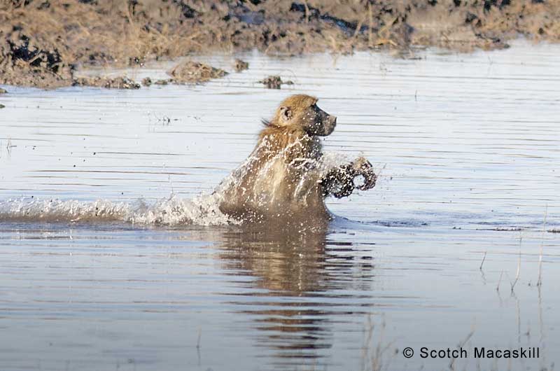 Baboon lands in water during river crossing