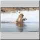 Baboon keeps head above water