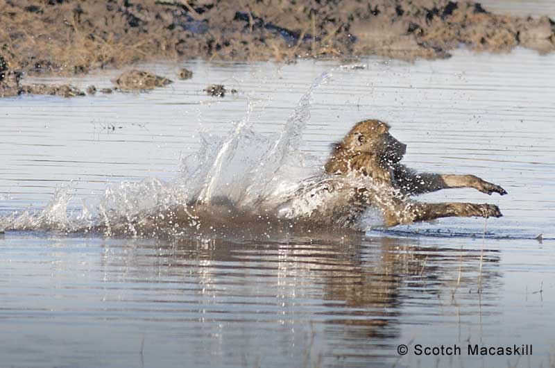 Baboon plunges towards far bank during river crossing