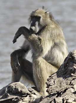 Baboon skirmish, Hwange National Park, Zimbabwe