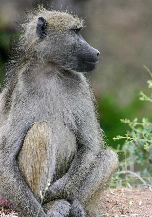 Baboon seated, Kruger National Park
