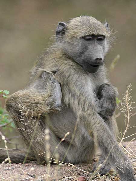 Baboon multi-tasking, Kruger National Park