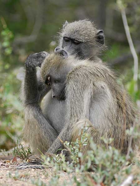Baboon grooming, Kruger National Park