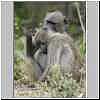 Baboons grooming