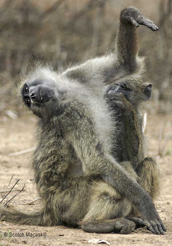 Baboon Armpit Inspection