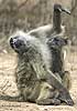 Baboon grooming another's arm pit