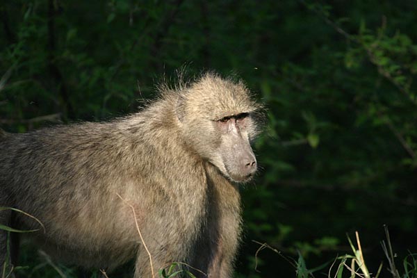 Baboon against forest background