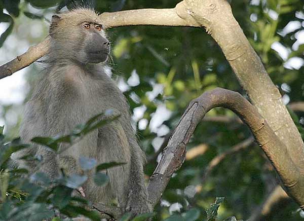 Baboon perched in tree
