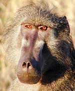 Chacma baboon close-up