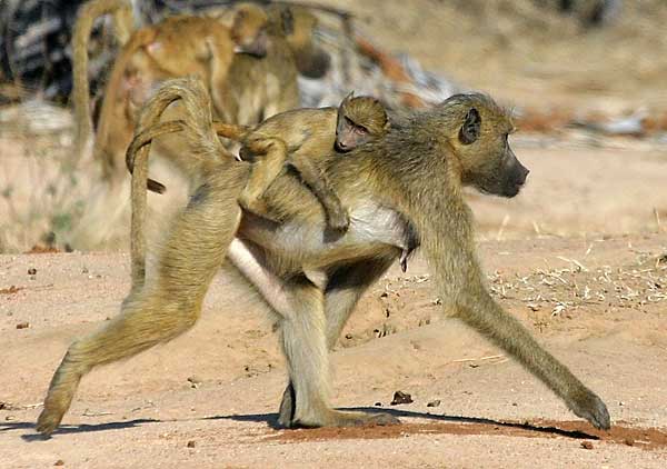 Mother baboon with baby on back