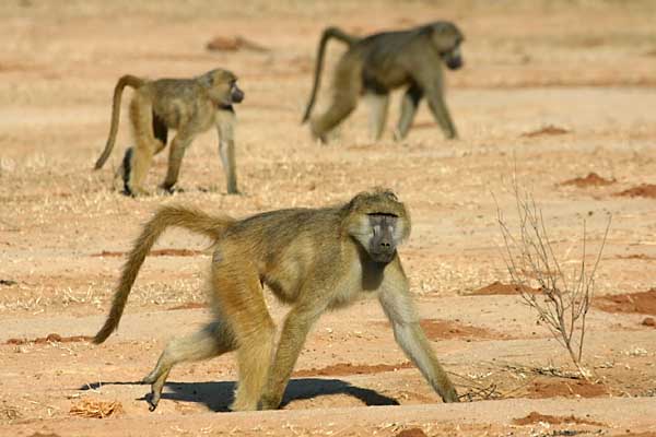 Baboons on the move, Lower Zambezi National Park
