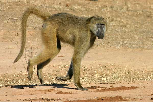 Baboon loping, Lower Zambezi National Park