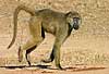 Baboon loping on all fours, Lower Zambezi National Park, Zambia