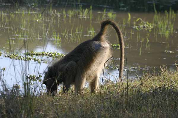 Baboon drinking from river, Lower Zambezi National Park