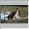 baboons bending to drink from river