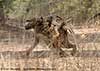 baboon mother carrying twins
