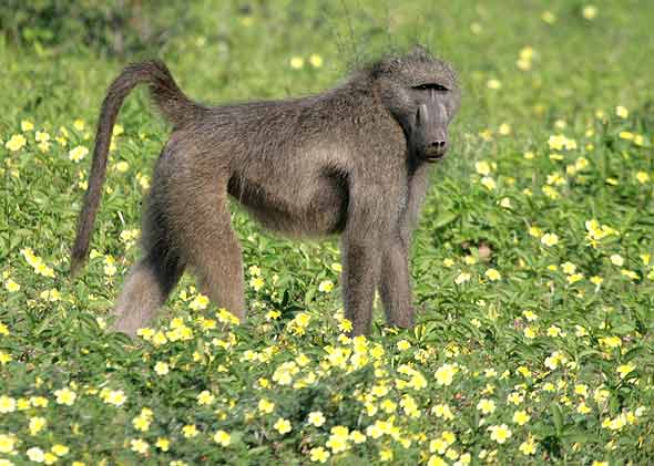 Baboon in field of flowers