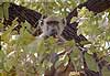 baboon sitting in tree
