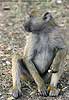 Baboon sitting