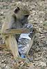 Young baboon playing with mineral water bottle