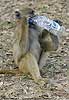 Young baboon playing with plastic bottle