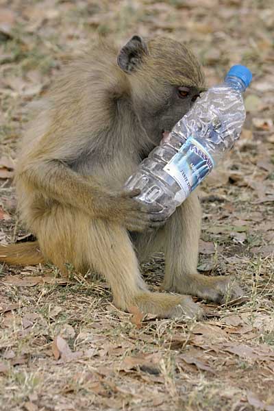 Baboon youngster with plastic bottle