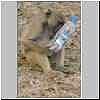 Young baboon playing with plastic bottle