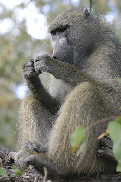 Baboon sitting in tree