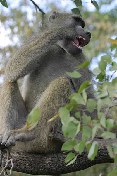 Baboon sitting in tree