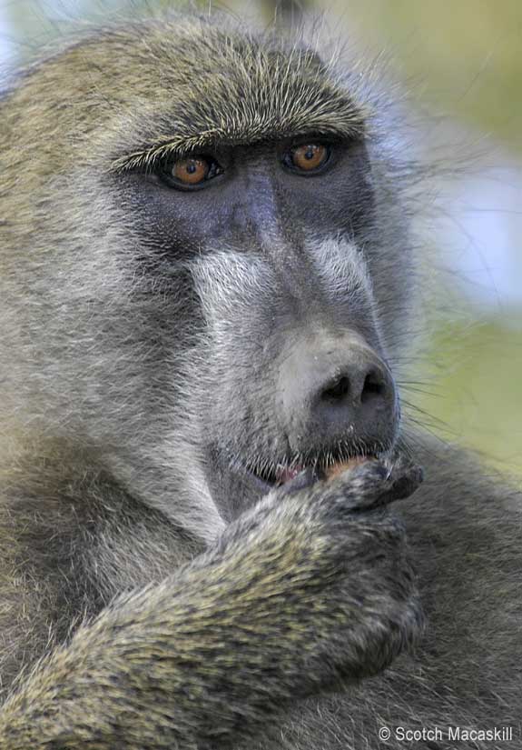 Baboon eating seed pod