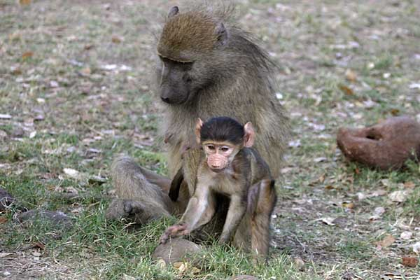 Baboon mother with baby