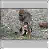 Mother baboon with baby