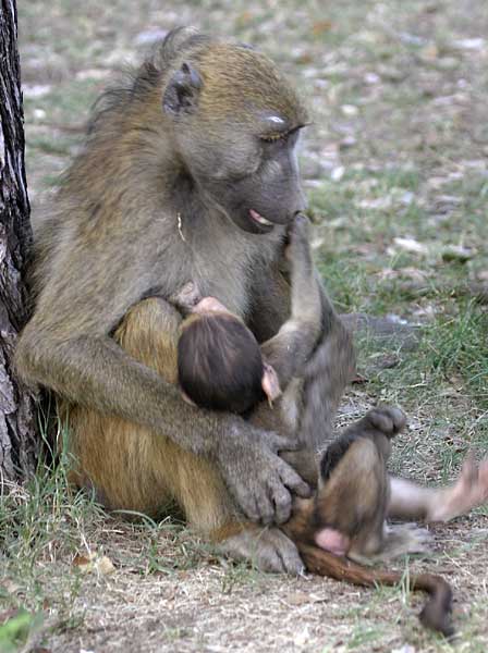 Baboon mother with baby