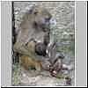 Baboon mother with baby